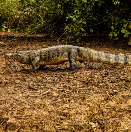 La Pampa au milieu de l’Amazonie